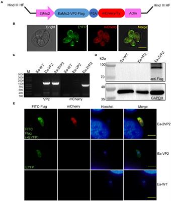 Oral delivery of Eimeria acervulina transfected sequentially with two copies of the VP2 gene induces immunity against infectious bursal disease virus in chickens